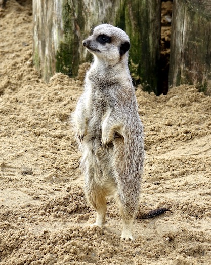 meerkat